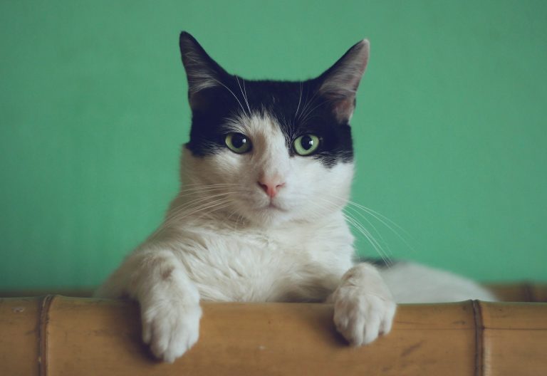 7 Signs That Your Cat's Flea Collar is Working: How to Tell if Treatment is Effective