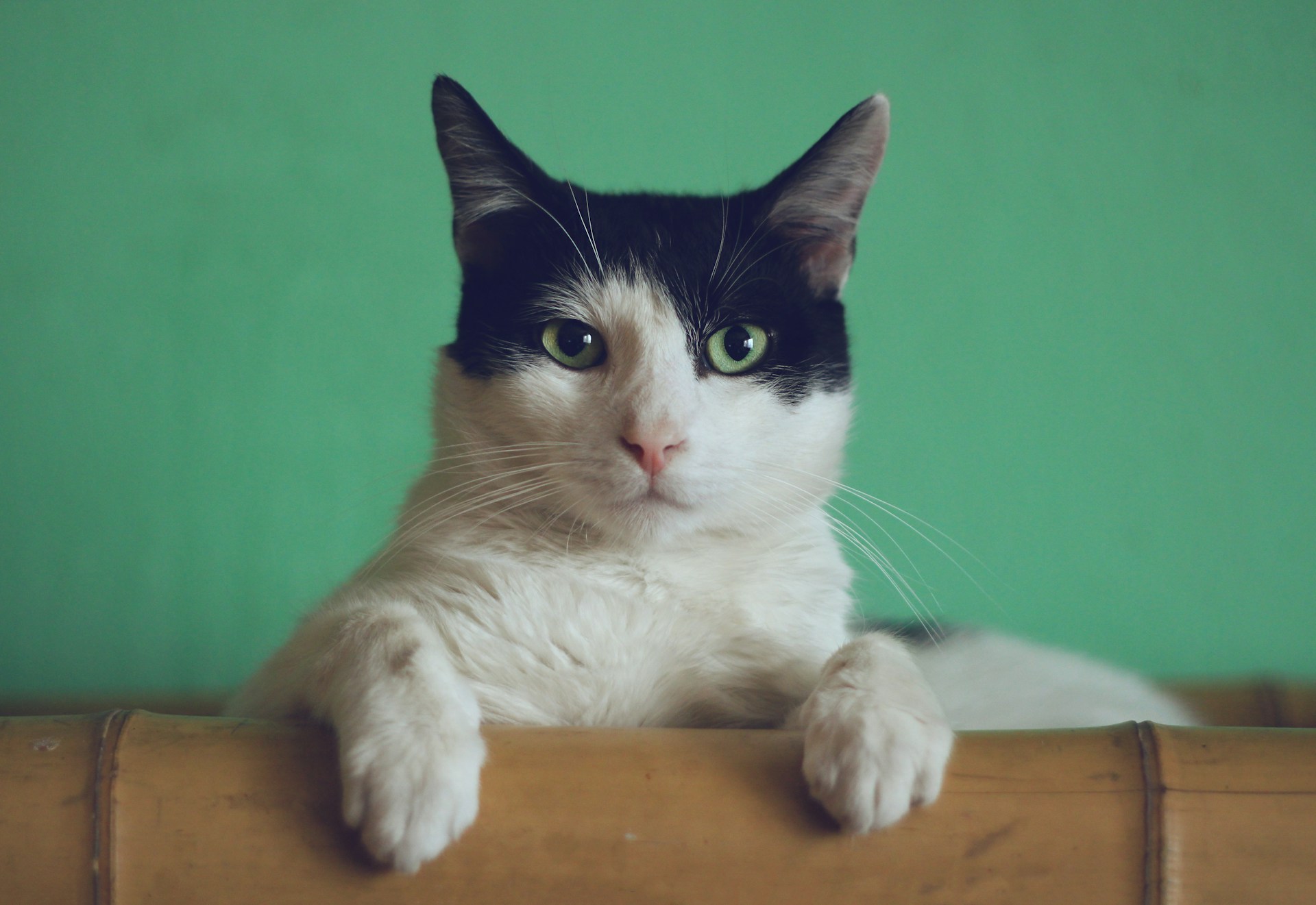 7 Signs That Your Cat's Flea Collar is Working: How to Tell if Treatment is Effective