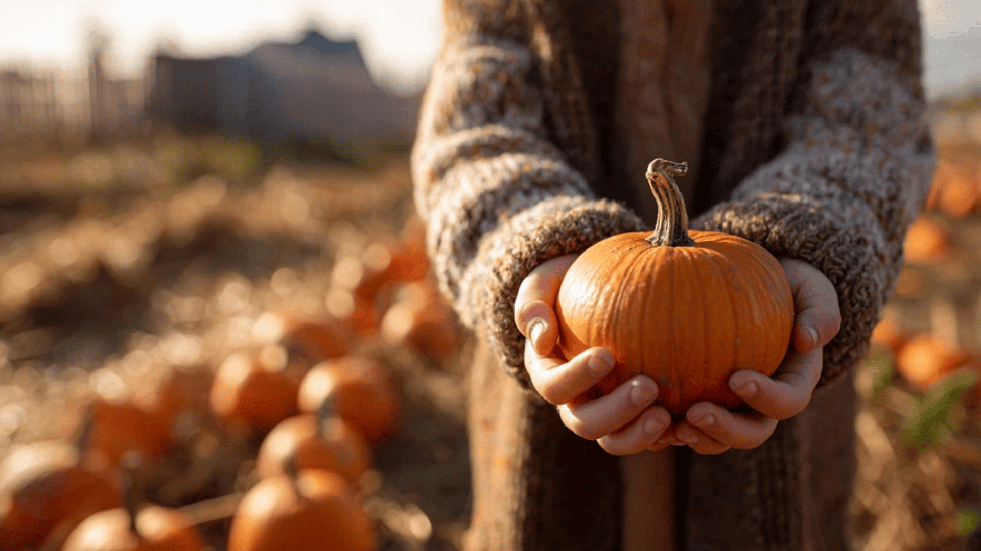Pumpkin Patch Adventure