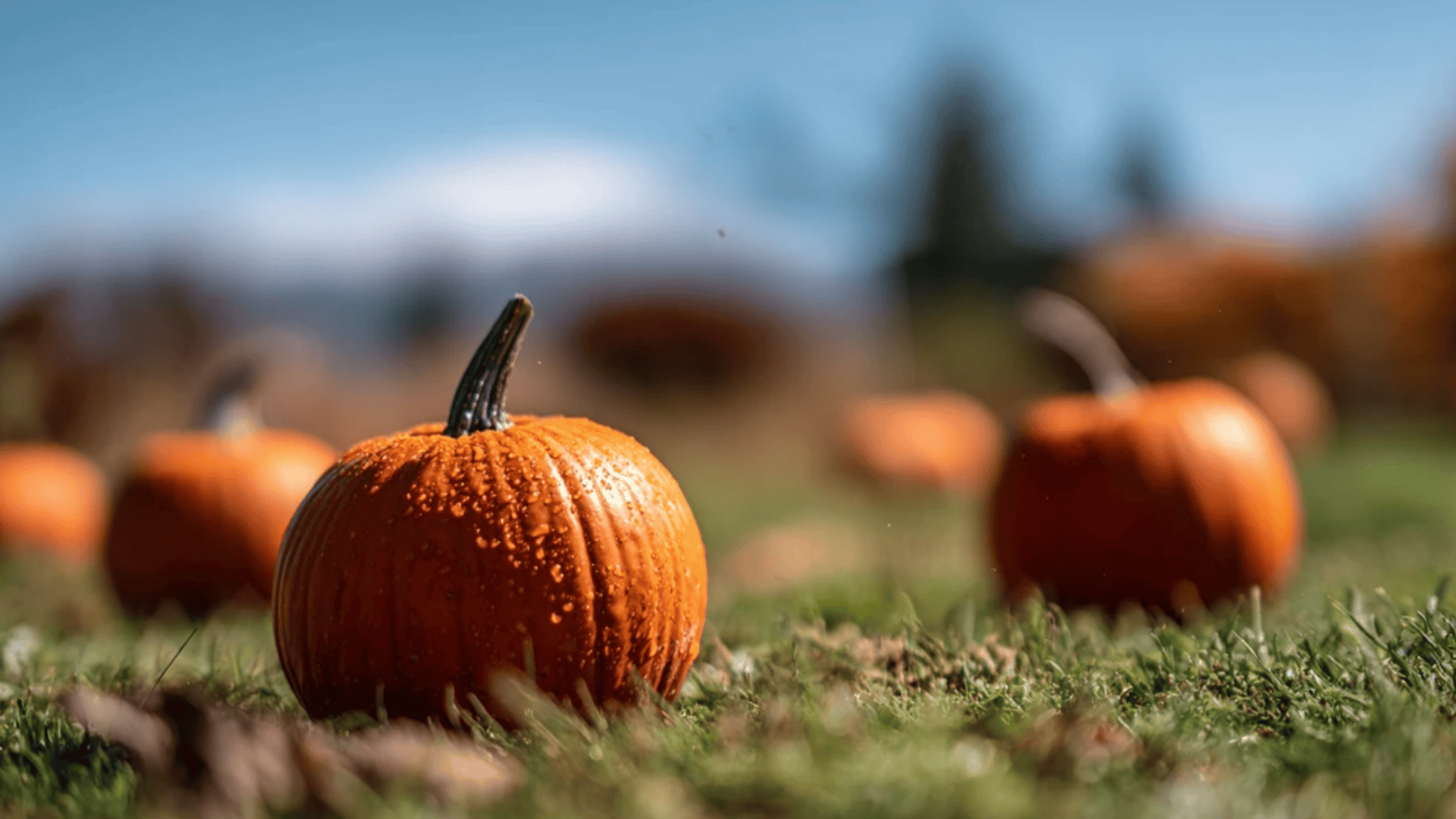 Pumpkin Ring Toss Royale