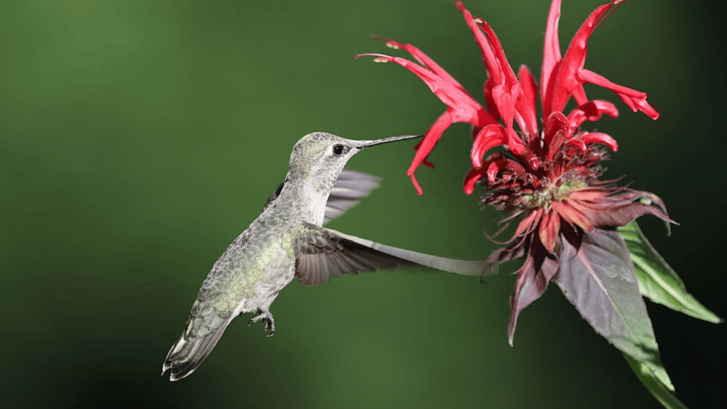 How We Turned Our Backyard Into a Hummingbird Spot the Whole Family Loves