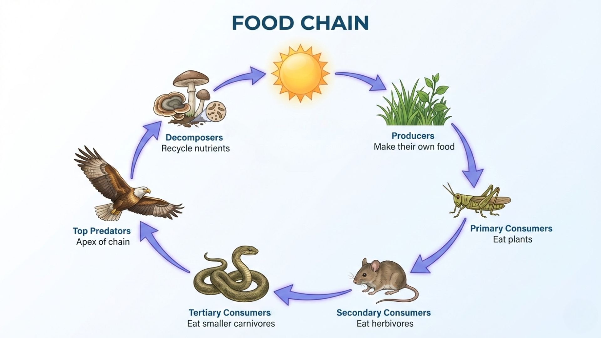 food chain