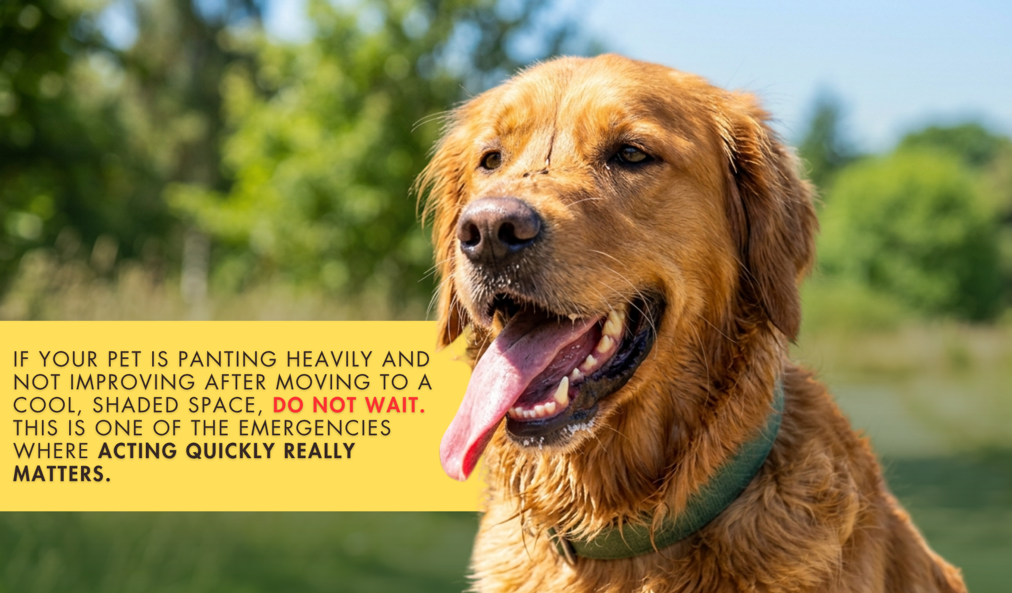 8 Pet Emergencies Families Should Be Prepared for This Summer