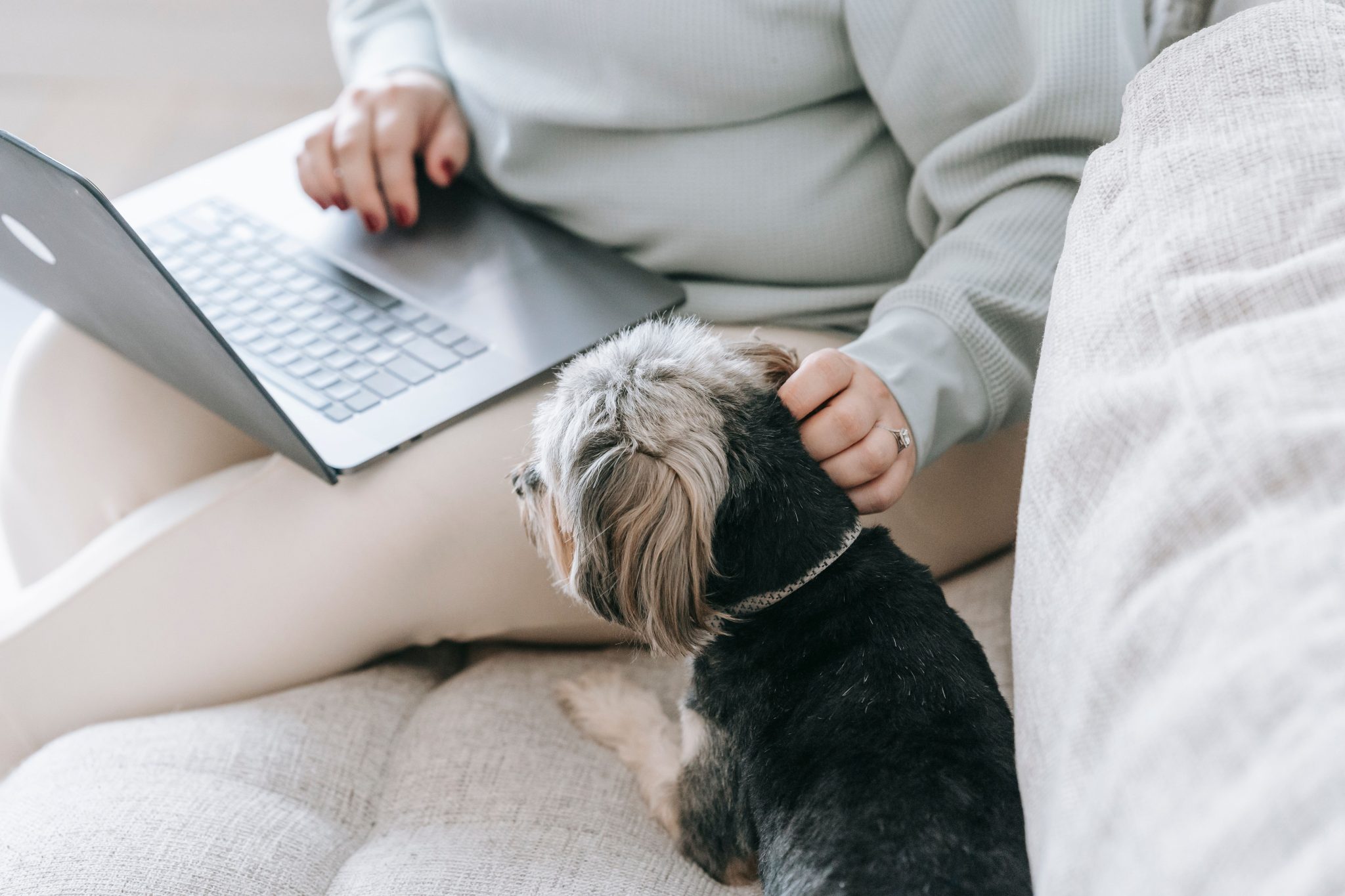 Finding a Home Away from Home: How to Choose the Perfect Dog Boarding Facility